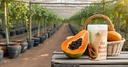 eatery-harvest-ripe-papaya-fruit-powder--61MuGjk3naL.jpg
