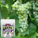 sansar-green-grapes-potting-mixture-esse-71M96YolJpL.jpg
