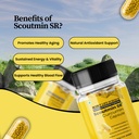scout-life-scoutmin-curcumin-60-capsules-71eauhKHZEL.jpg