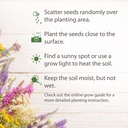 willvine-papaya-seeds-namo-5h-81RtISjLH5L.jpg