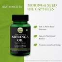 moringa-oleifera-powder-seed-oil-wellnes-61D7eLvryYL.jpg
