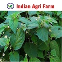 iagrifarm-makoy-powder-100-gram-black-ni-71gu9A064tL.jpg