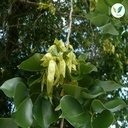 iagrifarm-natural-shisham-leaves-powder--71gY65dG9DL.jpg