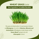 sri-sri-tattva-wheat-grass-juice-1l-rich-81gYCG3i0BL.jpg
