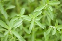 natural-sweet-tulsi-plant-live-qualified-51EgHRVfllL.jpg