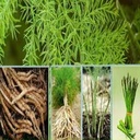 iagrifarm-thaneer-vittan-kilangu-powder--71Z22B4t0kL.jpg