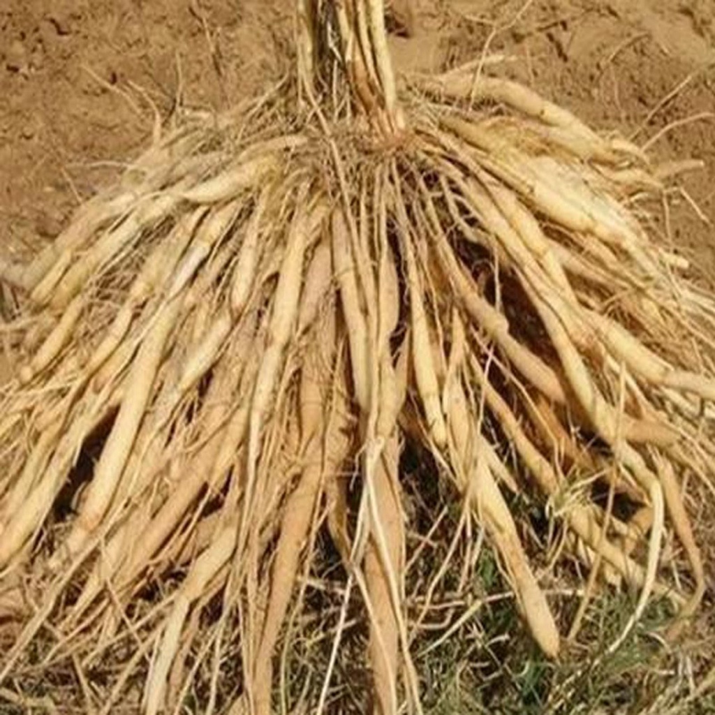 iagrifarm-thaneer-vittan-kilangu-powder--71vS2OSZEPL.jpg