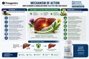 trexgenics-silymarin-plus-2x-liver-care--71y6U1h4mlL.jpg