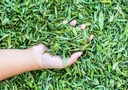 a-d-food-herbs-organic-dried-stevia-stev-81fH0CM-IOL.jpg