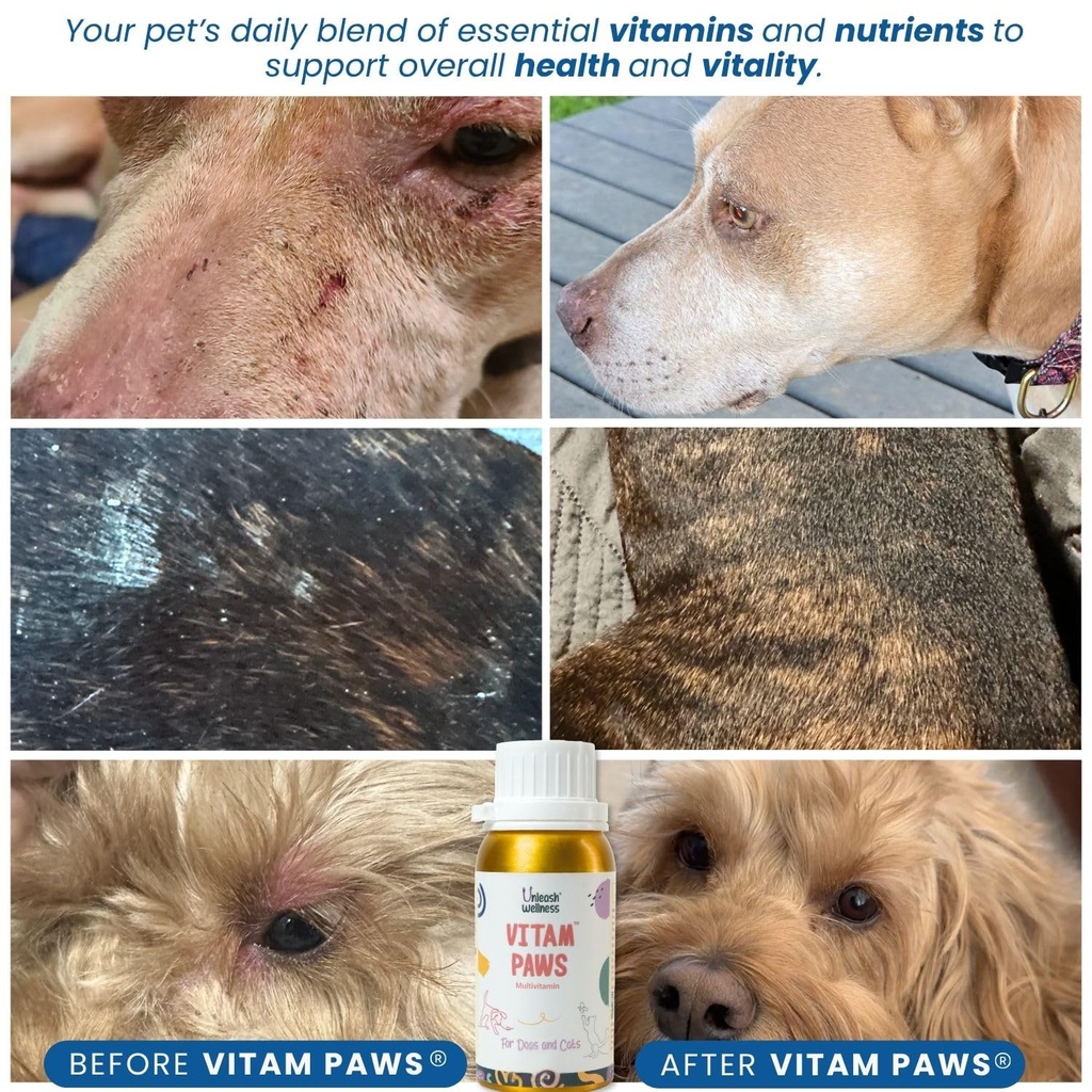 vitam-paws-200-ml-multivitamin-for-dogs--81G9Yd6ef8L.jpg