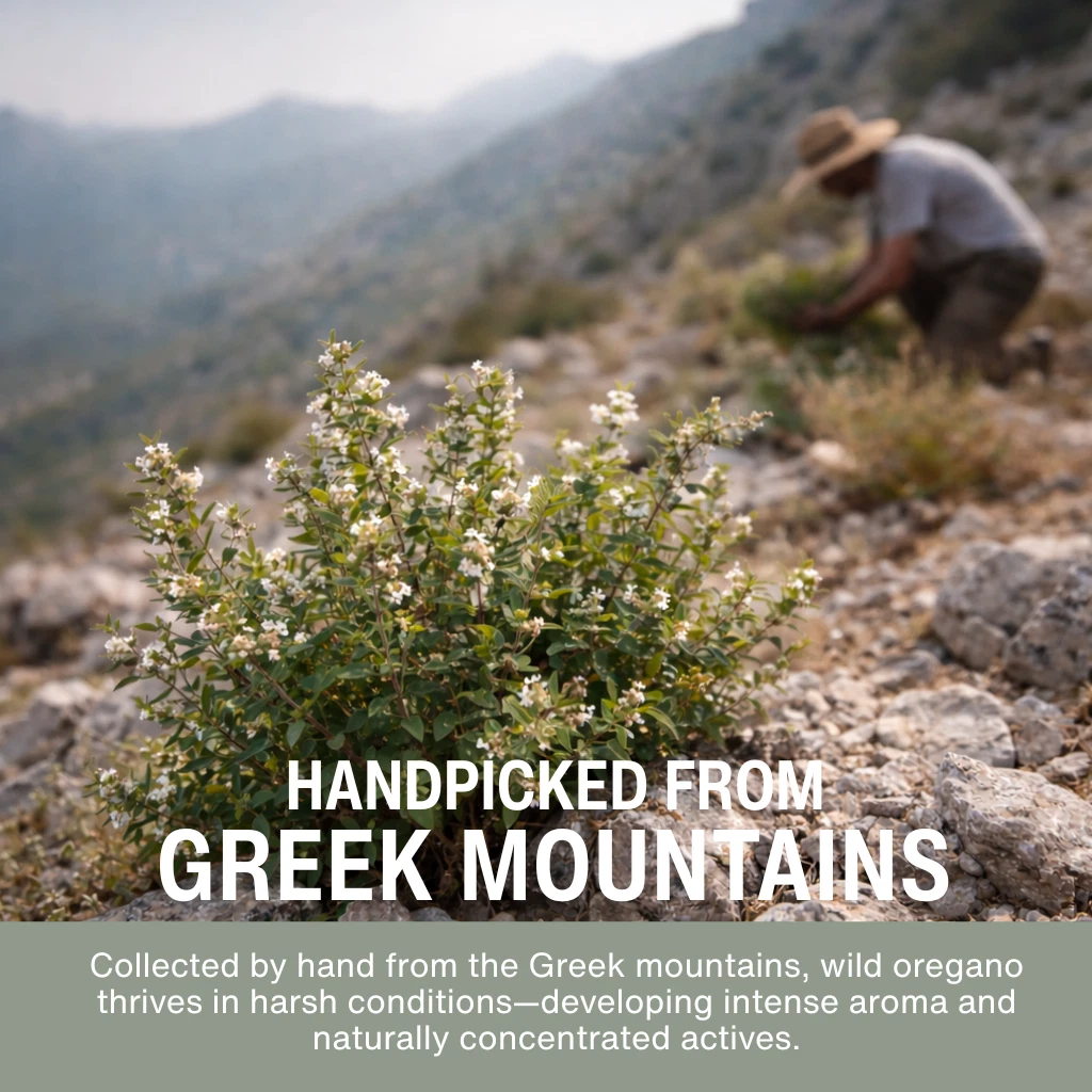 wild-organic-oil-of-oregano-mediterranea-5.jpg