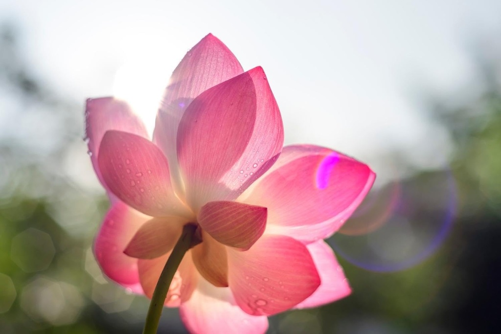 red-color-lotus-seeds-10-seeds-61DhI0eqGOL.jpg