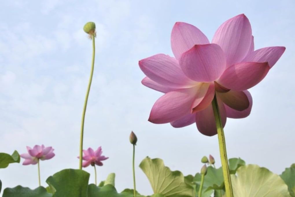 red-color-lotus-seeds-13-seeds-51oNYjwmpGL.jpg