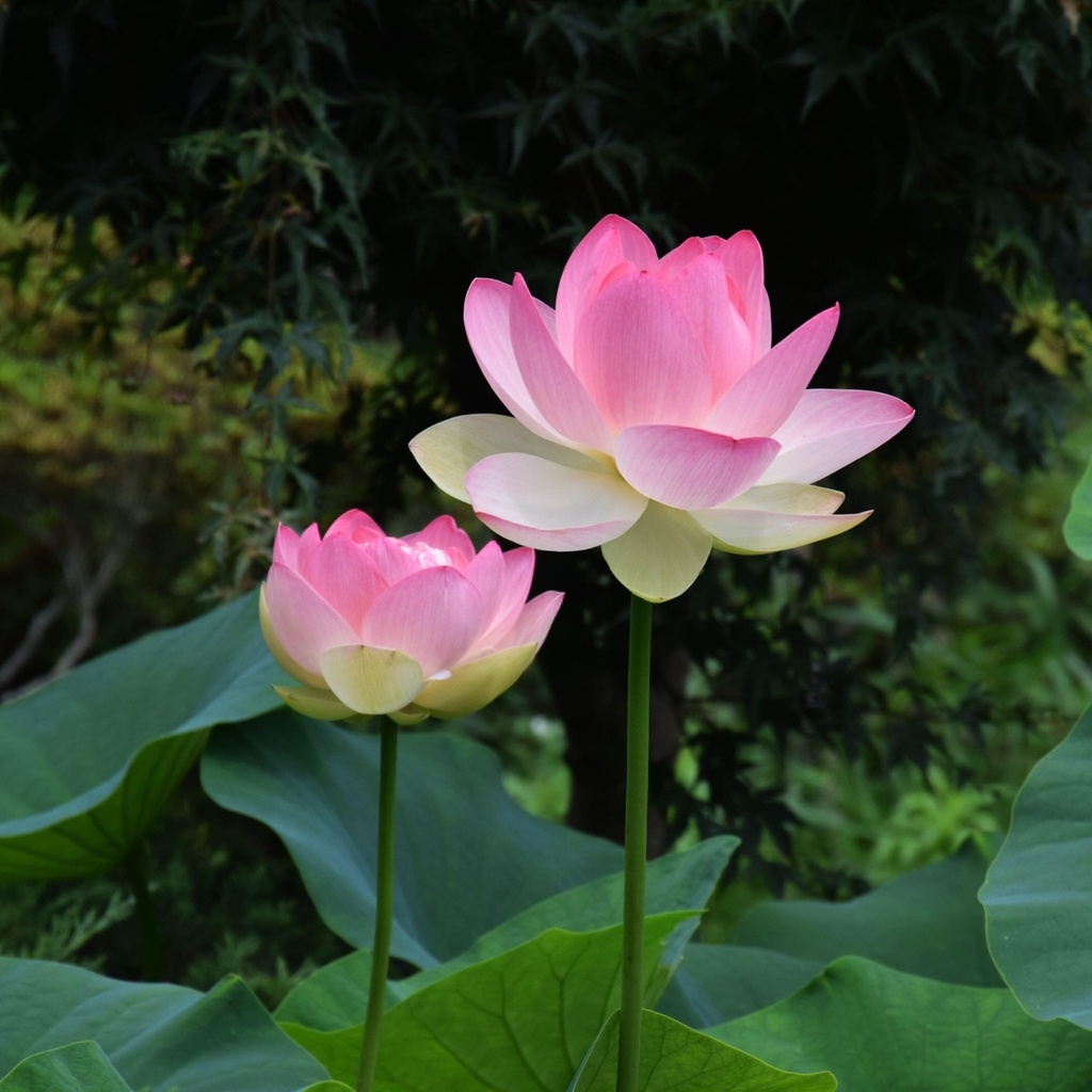 red-color-lotus-seeds-13-seeds-81-7rtsHiBL.jpg