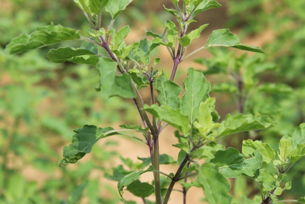 carmel-organics-tulsi-leaves-powder-340--71ngO-dOW5L.jpg