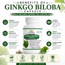 ginkgo-biloba-800mg-capsules-herbal-gink-71Paorm+AVL.jpg
