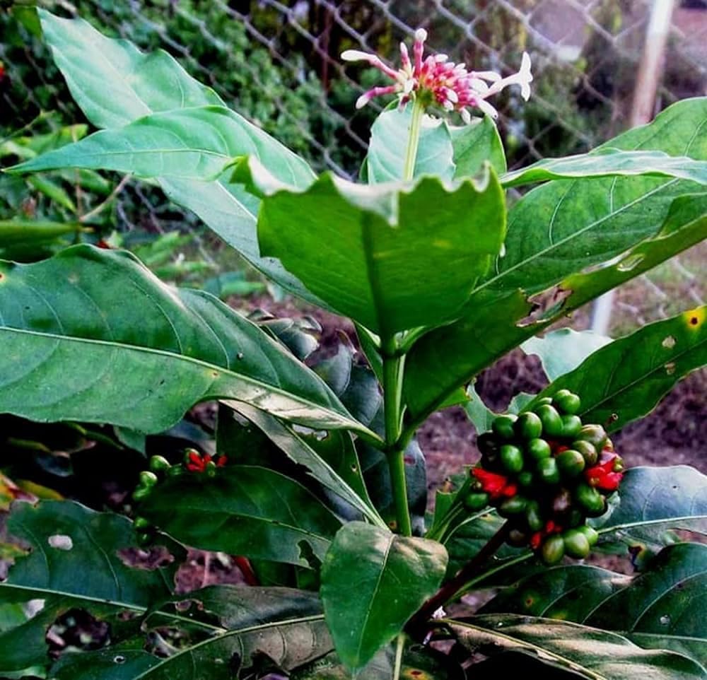 sarpagandha-plant-original-pack-of-1-61vNpjYJXaL.jpg