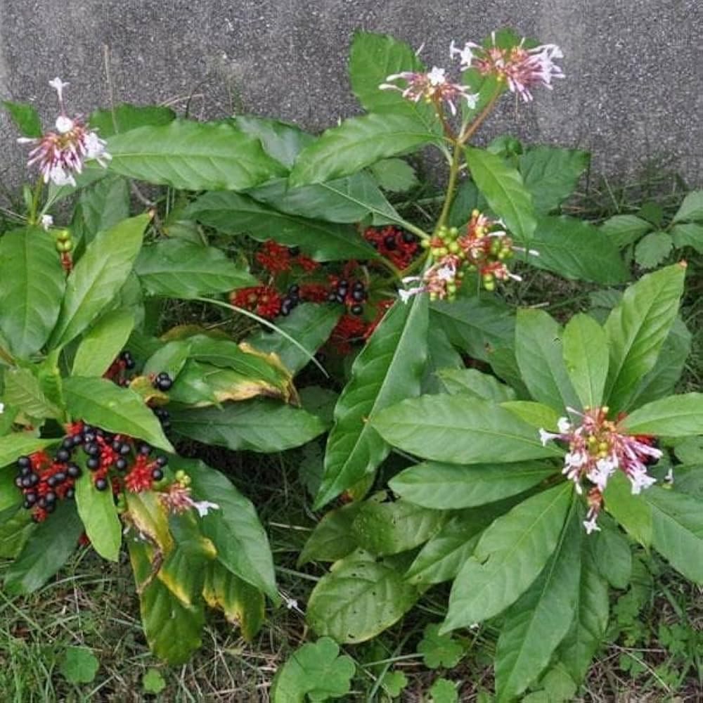 sarpagandha-plant-original-pack-of-1-71oeHZo208L.jpg