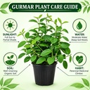 live-gurmar-plant-live-gymnema-sylvestre-713IdHcXr6L.jpg