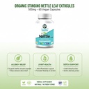 organic-stinging-nettle-leaf-extract-cap-51qZCAJFlLL.jpg