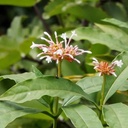 sarpa-gandha-plant-original-pack-of-1-61HYcf1edtL.jpg