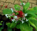 sarpa-gandha-plant-original-pack-of-1-61mvukQI+xL.jpg