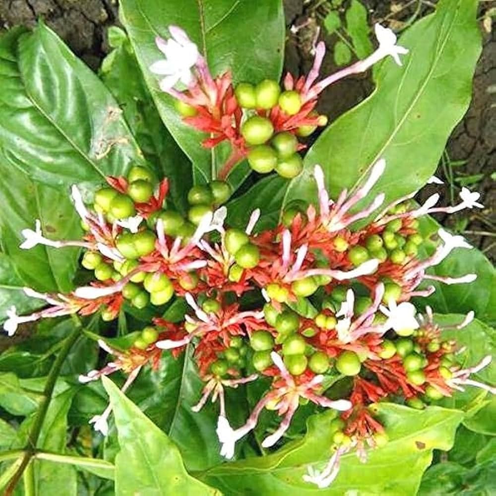 sarpa-gandha-plant-original-pack-of-1-710zucw1ycL.jpg
