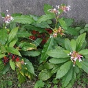 sarpa-gandha-plant-original-pack-of-1-71oeHZo208L.jpg
