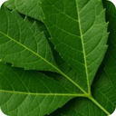 jethiya-fresh-neem-leaves-100g-100-organ-61Es74YSqhL.jpg