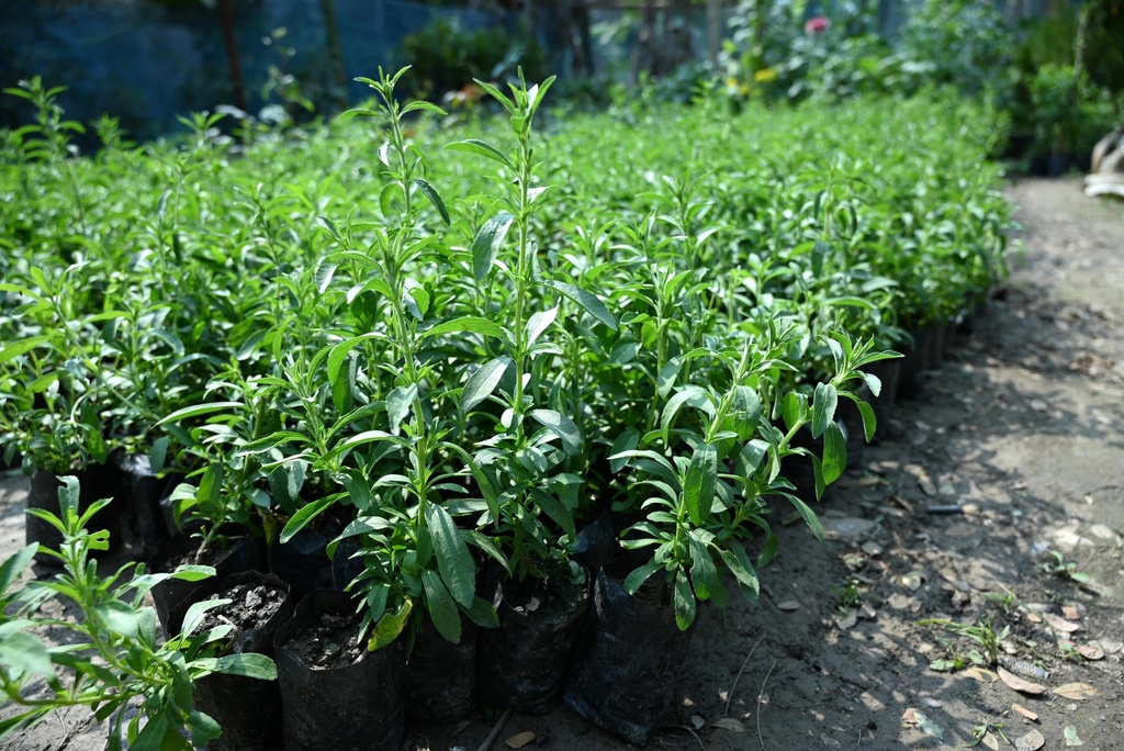 stevia-plant-online-pack-of-1-91JDjFJrrTL.jpg