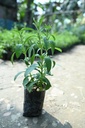 stevia-plant-online-pack-of-1-81cm61xH2HL.jpg