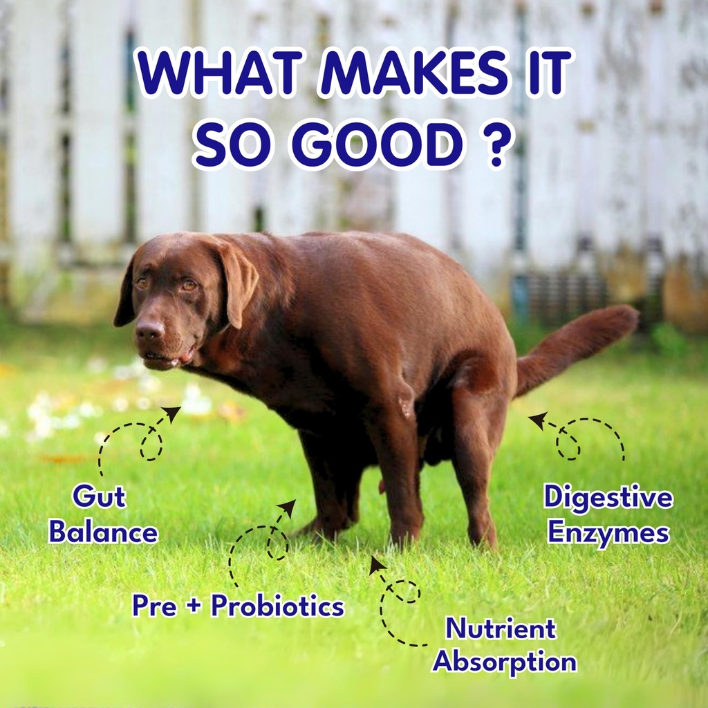 petroyale-digestive-probiotics-for-dogs--81TZIwdVrVL.jpg