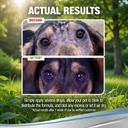 dog-eye-wash-natural-relief-pet-eye-rins-61fVwQOhe6L.jpg