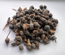 nagarmotha-sedge-root-cyperus-rotundus-2-91RHnzVXfyL.jpg
