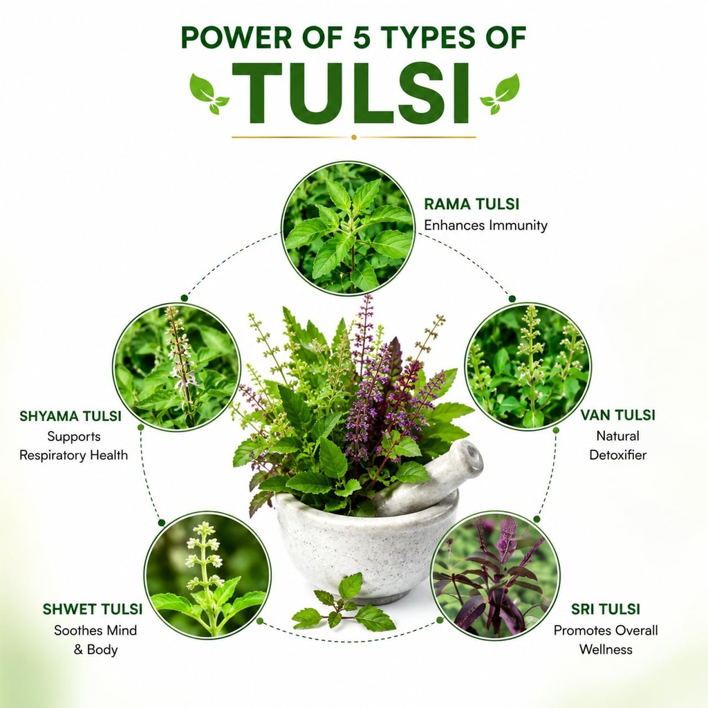 asclepius-exe-panch-tulsi-oil-ayurvedic--71EjXfozjML.jpg