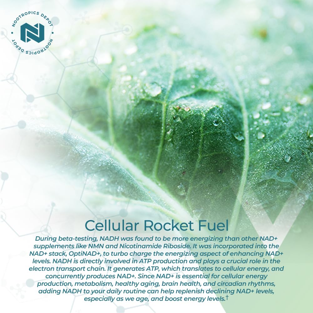 nootropics-depot-nadh-chlorella-vulgaris-61VrGWG1RAL.jpg