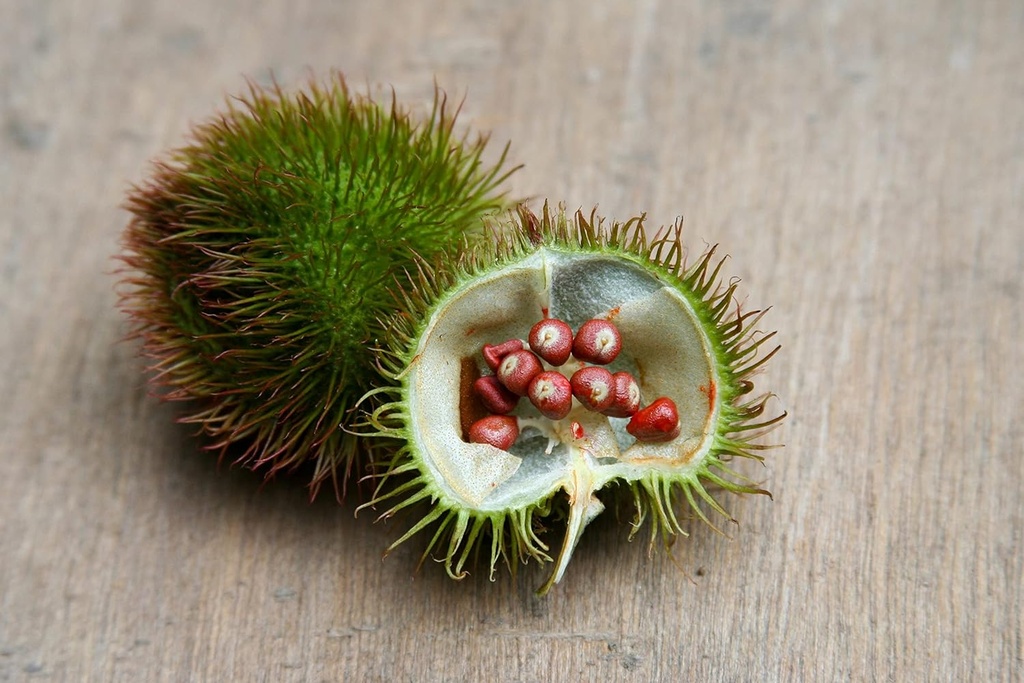 ground-annatto-seed-powder-bulk-bag-1-po-5.jpg