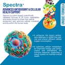 renew-flora---advanced-collagen-skin-sup-4.jpg