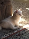 i-love-my-pets-llc-cat-liver-support-foo-3.jpg