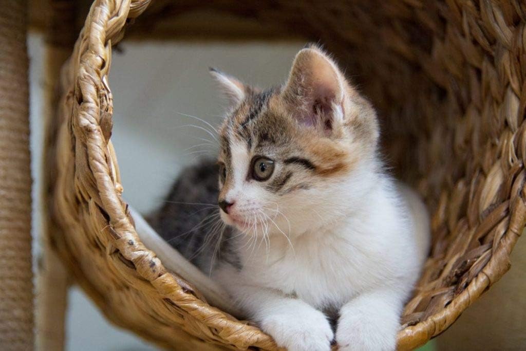 i-love-my-pets-llc-cat-liver-support-foo-4.jpg