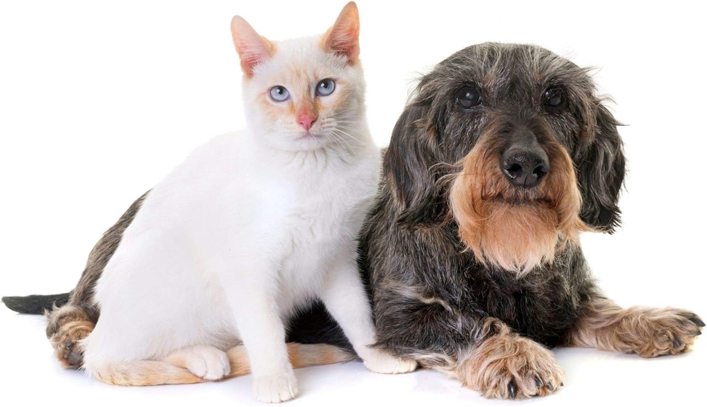 cat-uti-support---pets-urinary-health-co-3.jpg