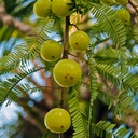 sewanti-organic-amla-dietary-supplement--5.jpg