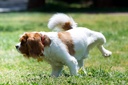 dog-bladder-supplement---dog-natural-uri-3.jpg