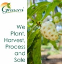 grenera-noni-fruit-capsules-120-count-no-4.jpg