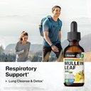 bio-krauter-mullein-tincture-2-fl-oz-dan-2.jpg