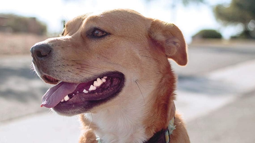 oral-care-for-dogs-bad-breath---dog-teet-3.jpg