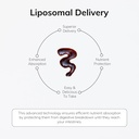 premium-liposomal-magnesium-supplement-s-6.jpg