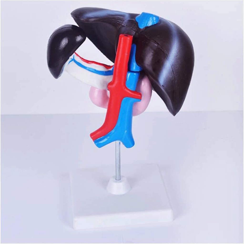 froon-human-organ-model-artificial-liver-3.jpg