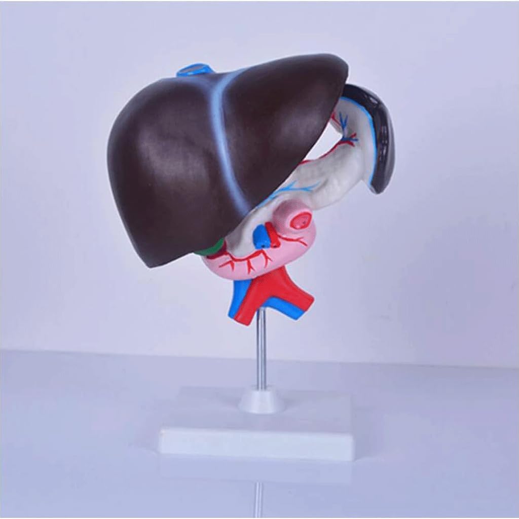froon-human-organ-model-artificial-liver-4.jpg