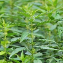 stinging-nettle-urtica-dioica--100-seeds-2.jpg